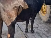 Vaca, Ganado vacuno — foto 3