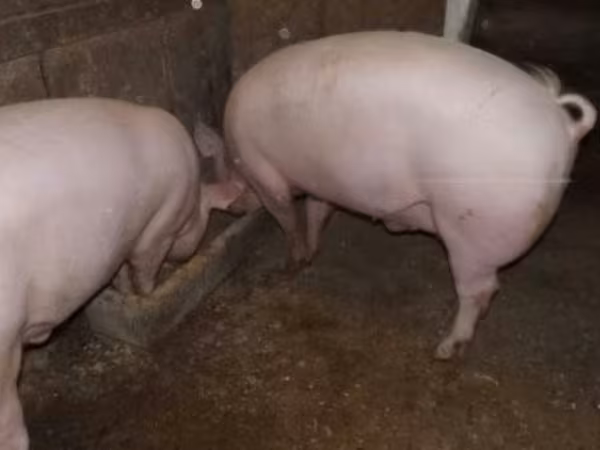 Cerdos (lote, sexo no especificado),  — Hungría