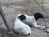 Schaf, Dorper sheep — Foto 1