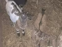बकरी, Dutch Landrace goats — फ़ोटो 1