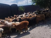 Kos, Juhok — 2. fotó
