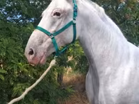 Kanca, Lipizzaner — 7. fotó