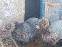 Kos, Arabi sheep — 2. fotó