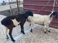 Ovce (šarže, pohlaví neuvedeno), Ovce — foto 1