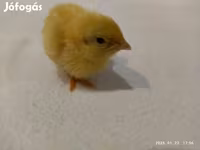 Quails — foto 8