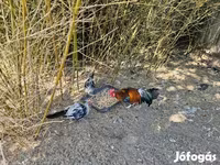 Ayam Ketawa — 4. fotó