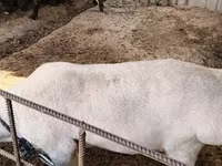 Ovejas (lote, sexo no especificado), Ovejas — foto 5