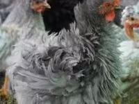 Pekin Bantam — 3. fotó