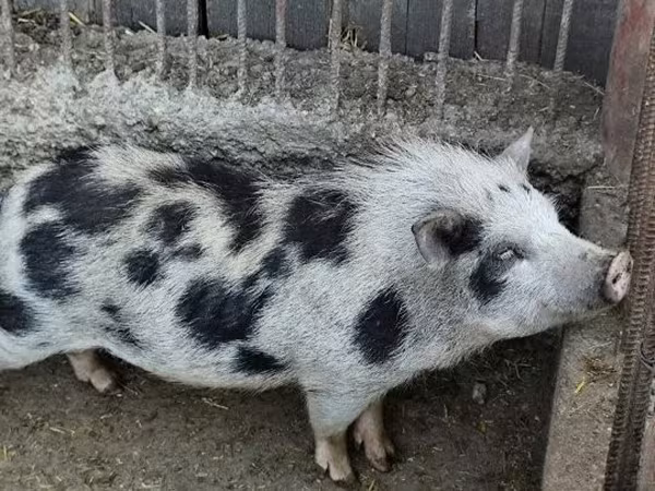 公猪, Вьетнамская вислобрюхая