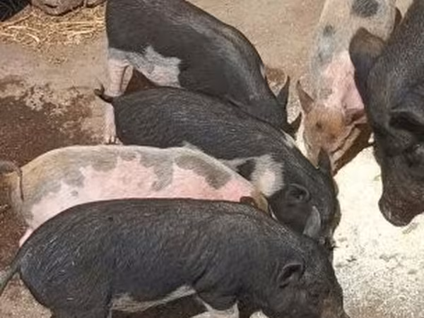 Boar,  — Hungary