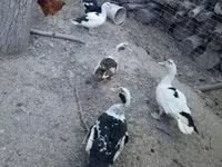 Chickens — 6. fotó
