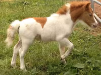 Stute, Miniature horse — Foto 3