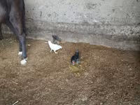 Bantam — zdjęcie 3