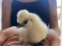 Silkie — foto 3