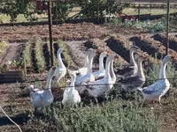 Geese — 3-сурет