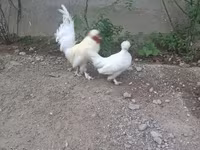 Japanisches Bantam — Foto 4