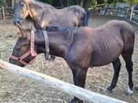 Kanca, Lovak — 6. fotó