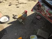 Chickens — Foto 2
