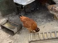 Chickens — foto 4