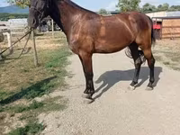 Stute, Hungarian horse breed — Foto 4