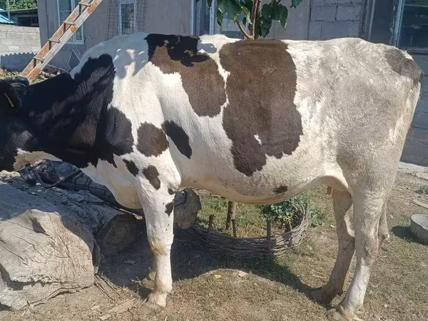بقرة, Russian Black pied cattle