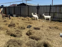Nőstény kecske, Saanen goat — 3. fotó