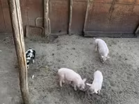 Sow, Pigs — photo 4