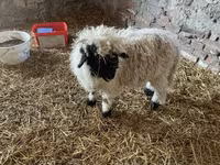 Qoç, Wallis Country sheep — foto 3