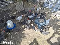 Chickens — 照片 4