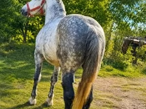 Horse (M), Horses — Hungary