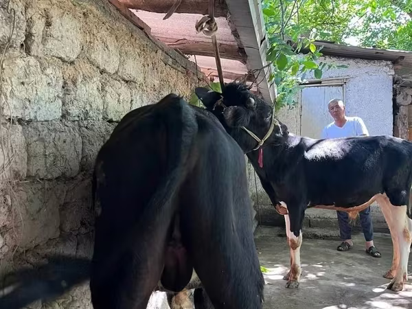 Бұқа, Ірі қара