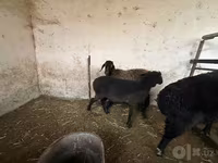 Juh, Blackheaded Persian sheep — 6. fotó