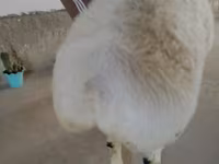 كبش, Beltex sheep — الصورة 2