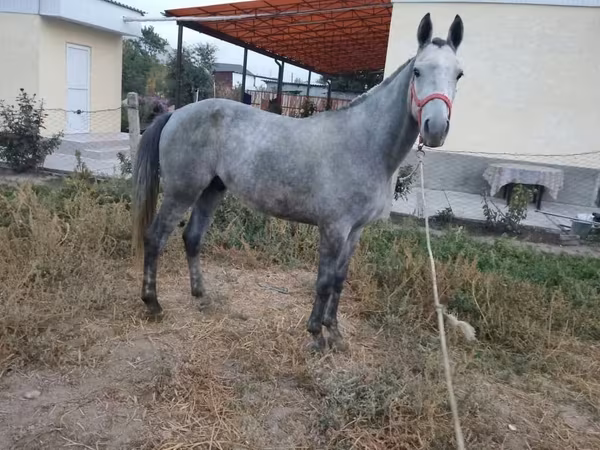公马, Thoroughbred horse
