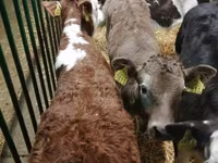 ثور, Simmental cattle — الصورة 8
