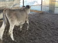 ثور, Swiss cattle — الصورة 2