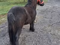 Caballo, Caballos — foto 6