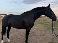 فرس, Dutch warmblood horse — الصورة 2