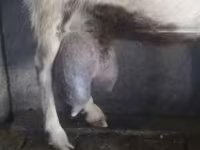 Koza, Kozy — foto 1