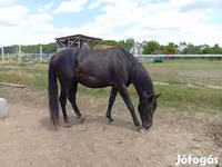 Caballo, American paint horse — foto 5