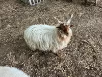 公羊, Racka sheep — 照片 2