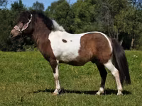 Hing, American shetland pony — 5. fotó