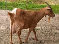 Nőstény kecske, Alpine goat — 5. fotó
