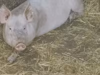 Disznók (tétel, nem megadva), Sertések — 4. fotó