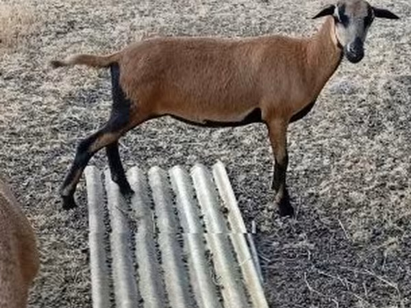 Ovce, Cameroon sheep — Maďarsko