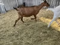 Bak, Alpine goat — 6. fotó