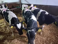 Touro, Raça Holstein — foto 5