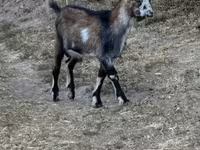 公山羊, Goats — 照片 2