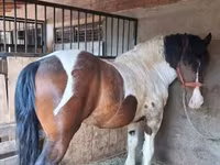 घोड़ा, Gypsy horse — फ़ोटो 1