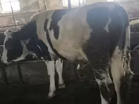 Touro, Simmental cattle — foto 8